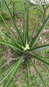 Daun-daun